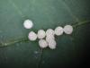 Spilosoma lutea